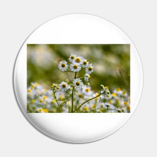 Wild Chamomile Pin