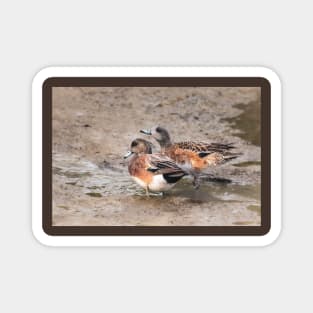 American Wigeon Pair Magnet