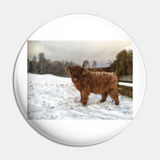 Scottish Highland Cattle Calf 1855 Pin