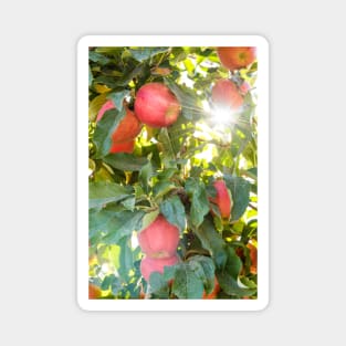 Branches of Red Apples and Autumn Sunshine Magnet