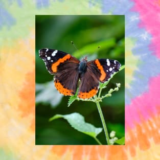 Red Admiral Butterfly Photograph T-Shirt