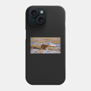 Mule Deer - Bryce Canyon USA Phone Case