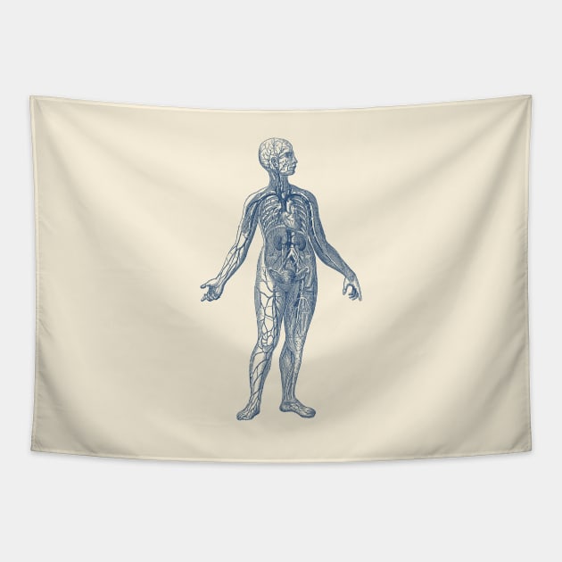 Human Vascular System Diagram Tapestry by Vintage Anatomy Prints