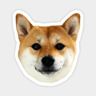 Lilly the Shiba Inu Cute Face Close Up Magnet