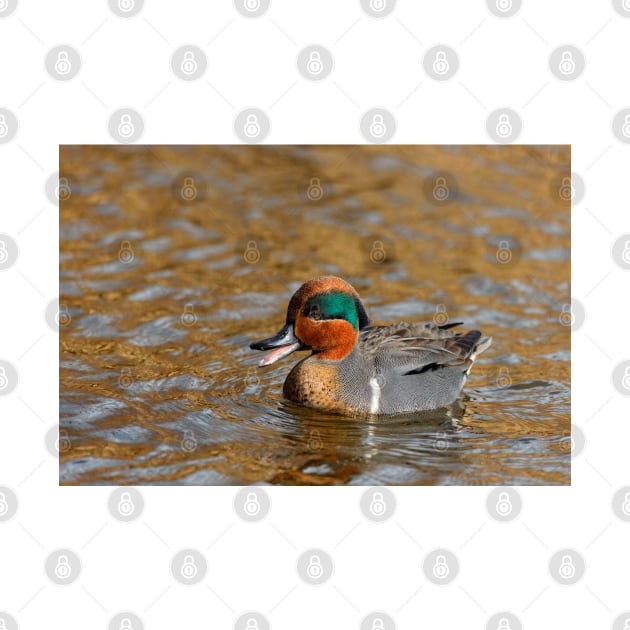 A Chatty Green-Winged Teal Duck at the Lake by walkswithnature