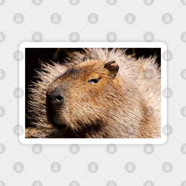 Capybara Magnet by dalyndigaital2@gmail.com