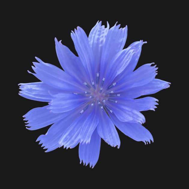 Blue Chicory Flower by Flowers on t-shirts