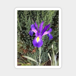 Purple and Yellow Iris Magnet