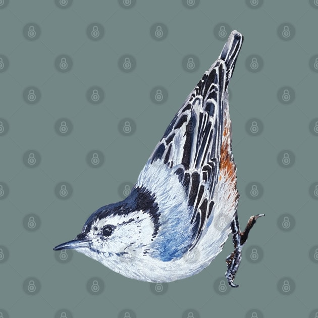 White Breasted Nuthatch - wild bird painting (no background) by EmilyBickell
