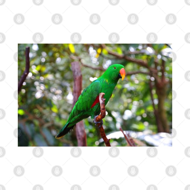 Stunning Eclectus Parrot on Branch by walkswithnature