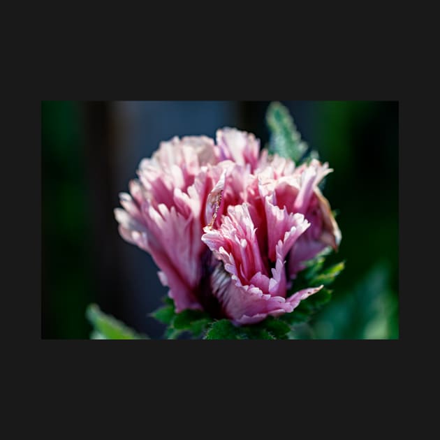 Frilly purple oriental poppy by blossomcophoto