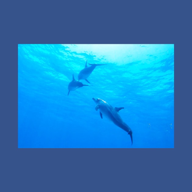 Dolphins swimming underwater by Kate-P-