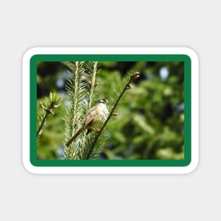 White crowned sparrow, birds, wildlife, nature, gifts Magnet