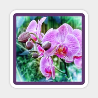 Pink Orchid flowers. Botanical art Magnet