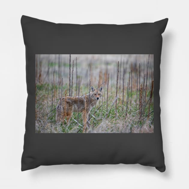 Coyote Eyes Pillow by gdb2