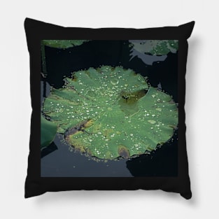 Rain Drops on the Pond Pillow