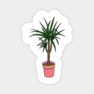 Dracaena Magnet