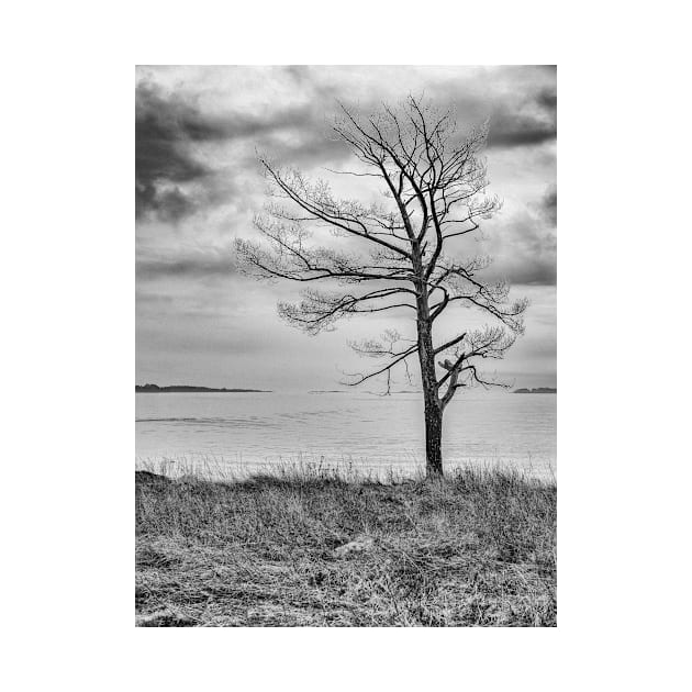 Lonely Tree by ansaharju