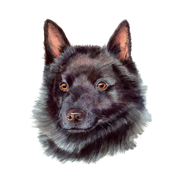 Schipperke by doggyshop