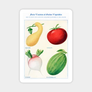 Garden Vegetable watercolor illustration (1915) Magnet