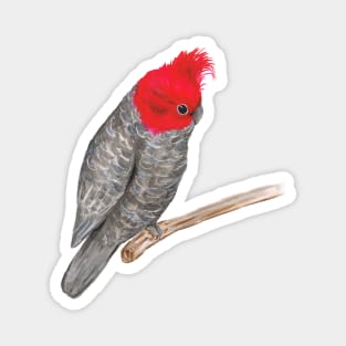 Gang gang cockatoo Magnet