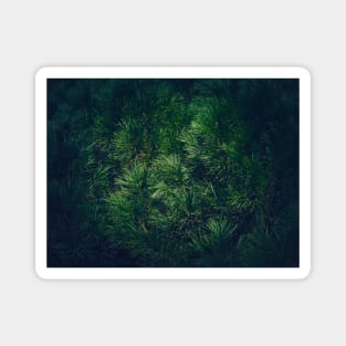 dark green pine texture Magnet