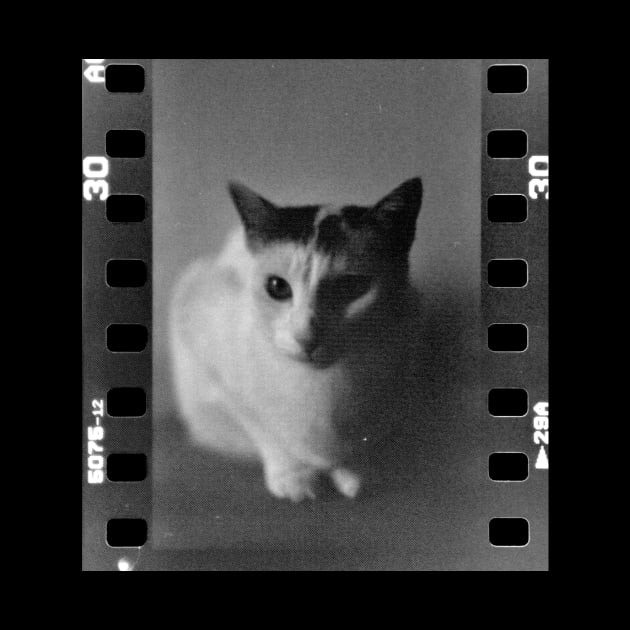 Analog Cat by s.elaaboudi@gmail.com