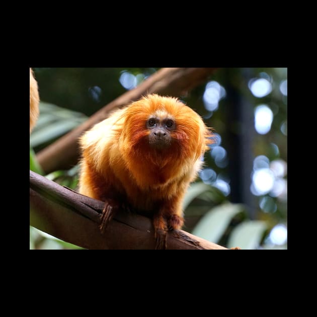 Golden Lion Tamarin by Nicole Gath Photography