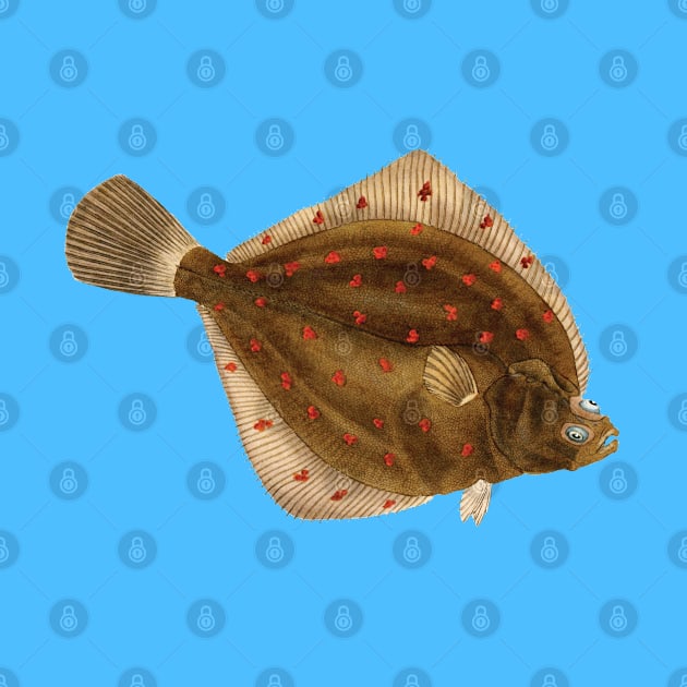 European plaice (Pleuronectes platessa) - flatfish scientific illustration. by Luggnagg