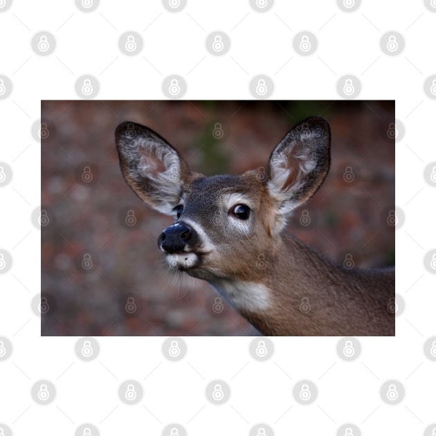 Kiss me! - White-tailed Deer by Jim Cumming
