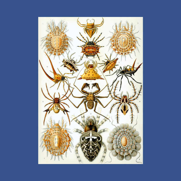 Discover Arachnids by Ernst Haeckel - Spiders - T-Shirt