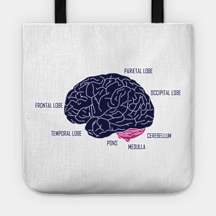 Human brain anatomic Tote