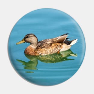 Duck Swimming In The Water. Pin