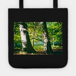 Two Beech Trees in a Wood Tote