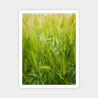 Blooming wild foxtail plants Magnet