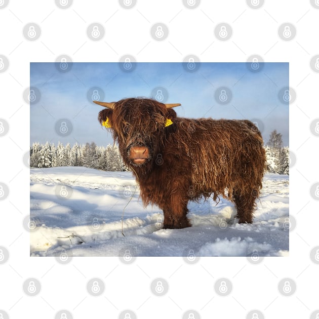 Scottish Highland Cattle Calf 1900 by SaarelaHighland