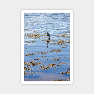 Heron fishing on the River Tweed Magnet