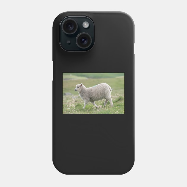 Shetland lamb Phone Case by orcadia