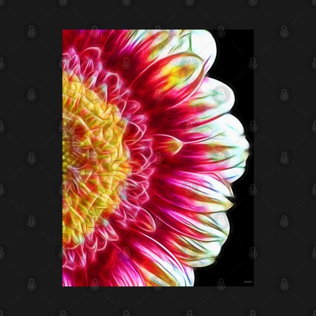 Gerbera Daisy Close Up by danieljanda