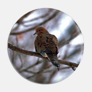 Winter Mourning Dove Perched In a Tree Pin