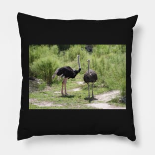 Pair of Ostriches Pillow