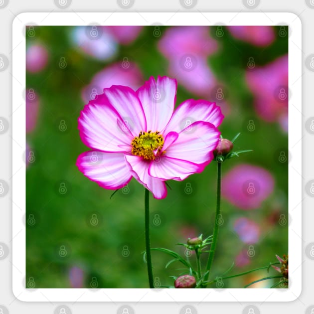 Cosmos Flower - Sticker