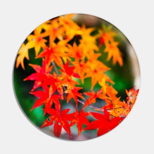 Photography - Japanese fall Pin