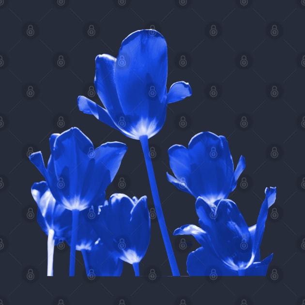 Tulips blue by RaphaelWolf