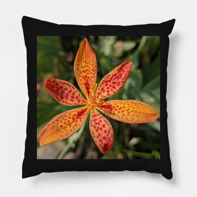 Spotted Orange Flower Photographic Image Pillow by AustaArt