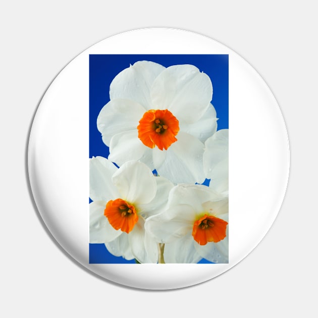 Narcissus  'Geranium'  AGM  Daffodil  Div. 8 Tazetta Pin by chrisburrows