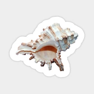 Grand conch seashell Magnet