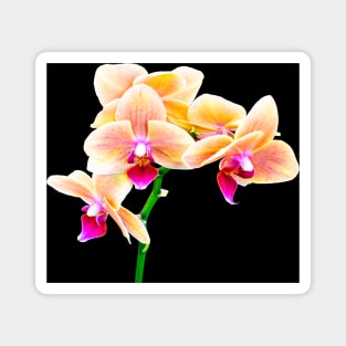 Orchid Magnet