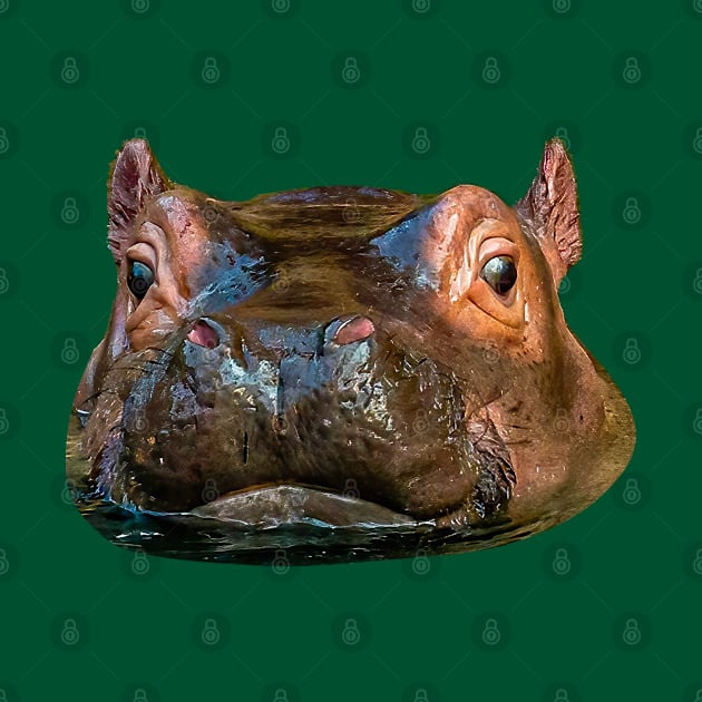 Cute baby Hippo by dalyndigaital2@gmail.com