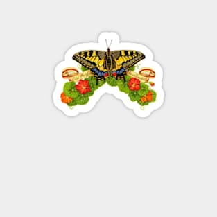 Old World Swallowtail Butterfly and Nasturtiums Magnet